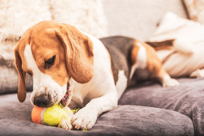 Close-up of dog resting on sofa at home