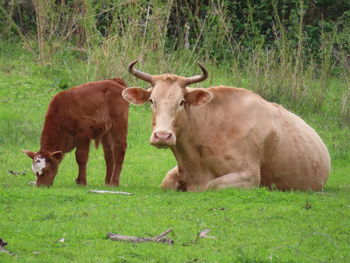 Cows in a field