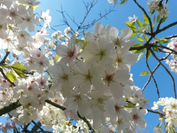 Close-up of apple blossoms in spring