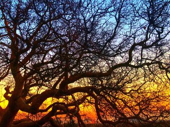 Low angle view of silhouette tree against sky during sunset