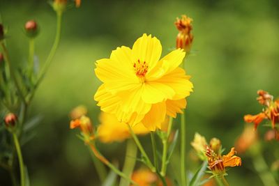 Close-up of yellow cosmos flower