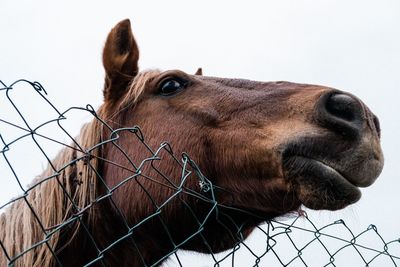 Close-up of a horse against sky