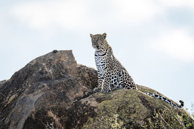 Leopard sits on sunlit rock looking ahead