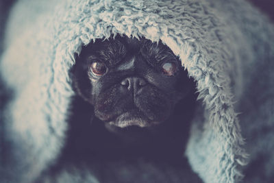 Close-up portrait of dog