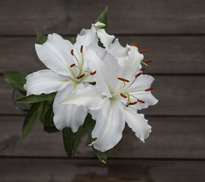 Close-up of white flowering plant