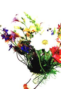 Close-up of flower over white background