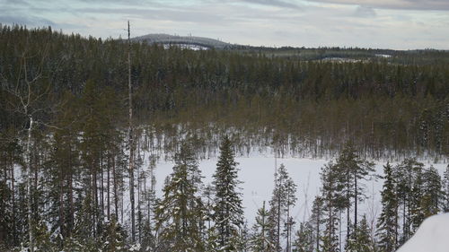 Scenic view of forest against sky