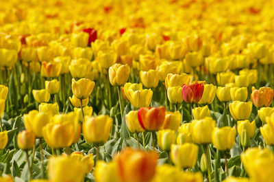 Close-up of yellow tulips on field