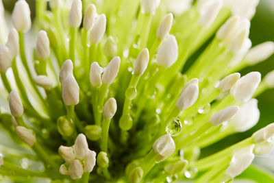 Full frame shot of plants