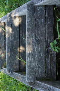 Close-up of lizard on tree trunk