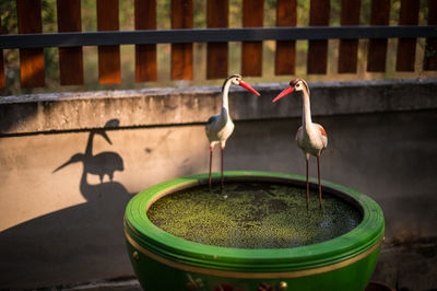 Close-up of artificial herons in birdbath