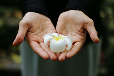 Cropped image of woman holding pink flower