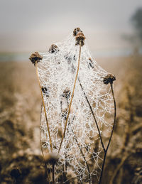 Close-up of spider web on plant against sky