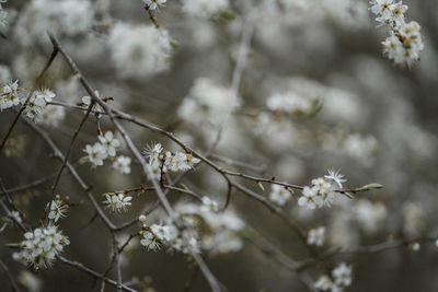 Close-up of white flowers on branch