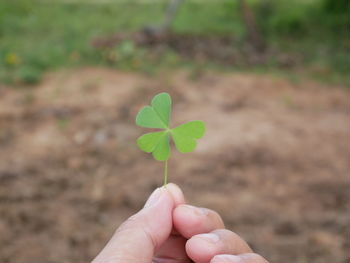 Close-up of hand holding clover on land