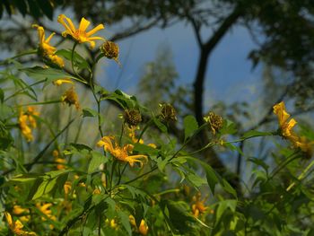 Close-up of yellow flowers