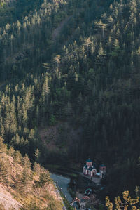 High angle view of trees in forest
