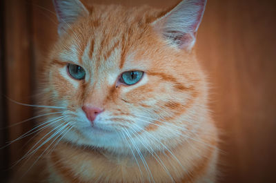 Close-up portrait of a cat