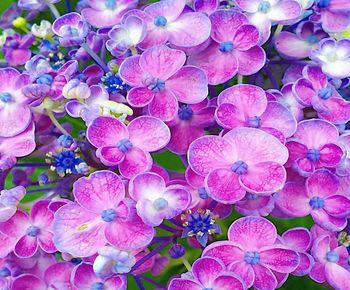 High angle view of pink flowering plant