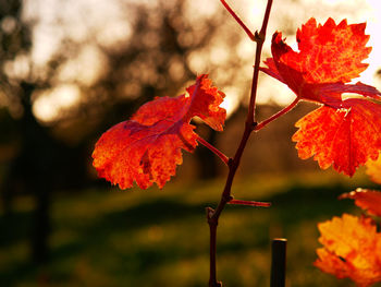 Close-up of red maple leaves on plant