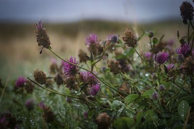 Close-up of purple flowering plants on field