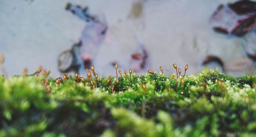 Close-up of flowers growing on field