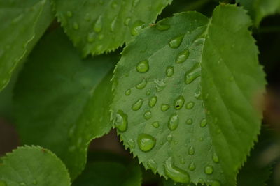 Close-up of wet plant