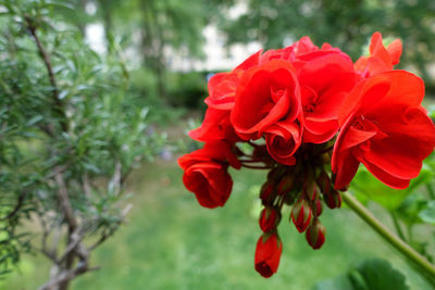 Close-up of red rose