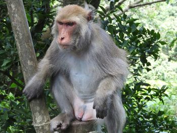 Close-up of monkey on tree