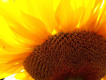 Close-up of sunflower