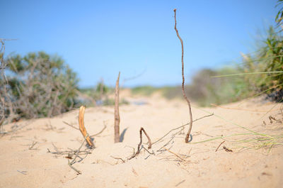 View of tree trunks