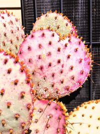 High angle view of pink fruits for sale in market