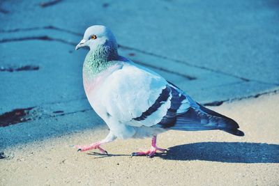 Close-up of birds