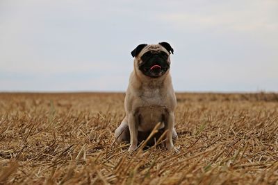 Dog on field against sky