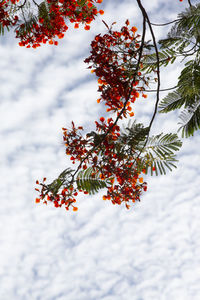 Low angle view of red berries on tree