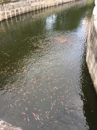 High angle view of ducks in lake