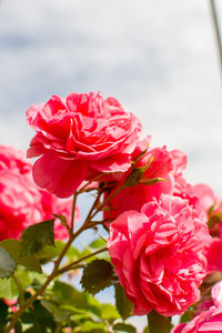 Close-up of pink rose plant