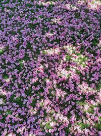 High angle view of pink flowering plants