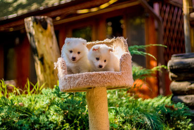 Close-up of puppies on scratching post