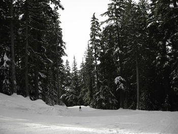 Trees in forest during winter