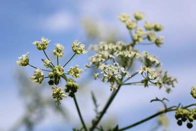 Low angle view of white flowering plant against sky