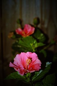 Close-up of pink flowers