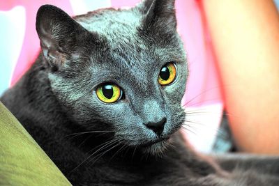 Close-up portrait of cat