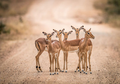 Impalas standing on dirt road