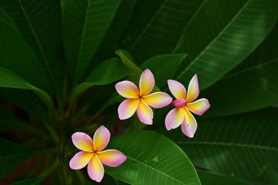 Close-up of frangipani flowers on leaves