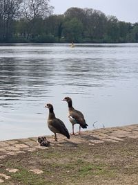 Ducks on lakeshore