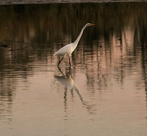 Heron on lake