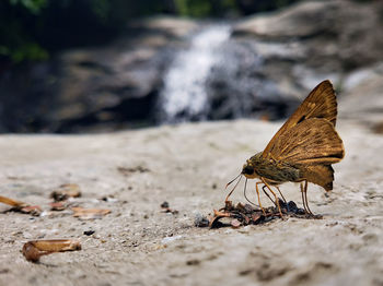 Close-up of butterfly on rock