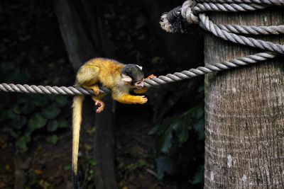 Close-up of monkey eating hanging on rope