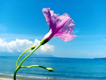 Close-up of pink flower against sea